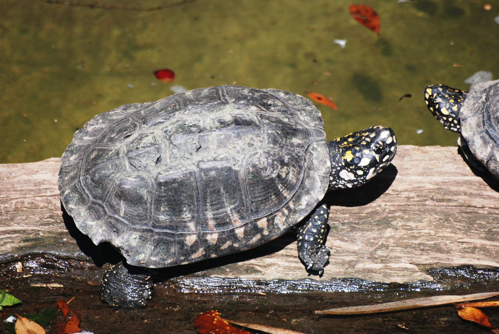 Indian Spotted Pond Turtle at Lowry Park, 13/10/13