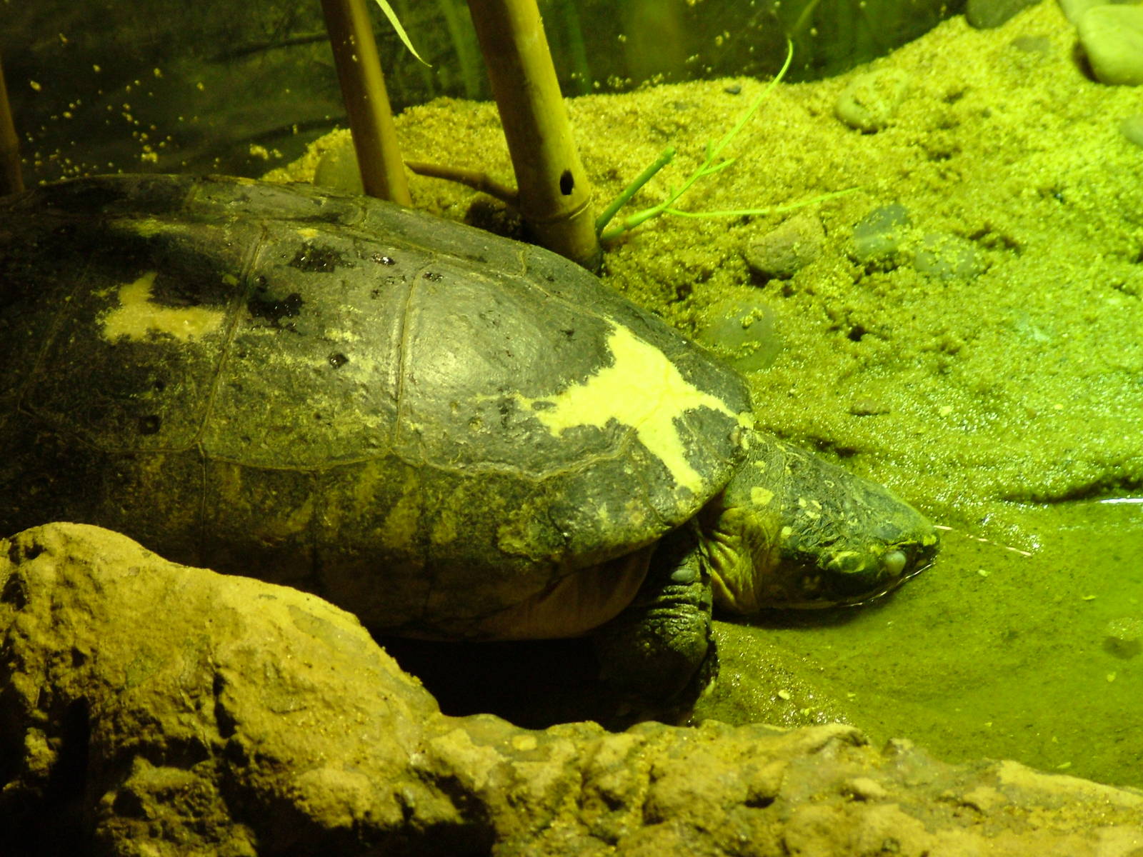 Indian Spotted Pond Turtle at SeaLife Birmingham 28/02/10
