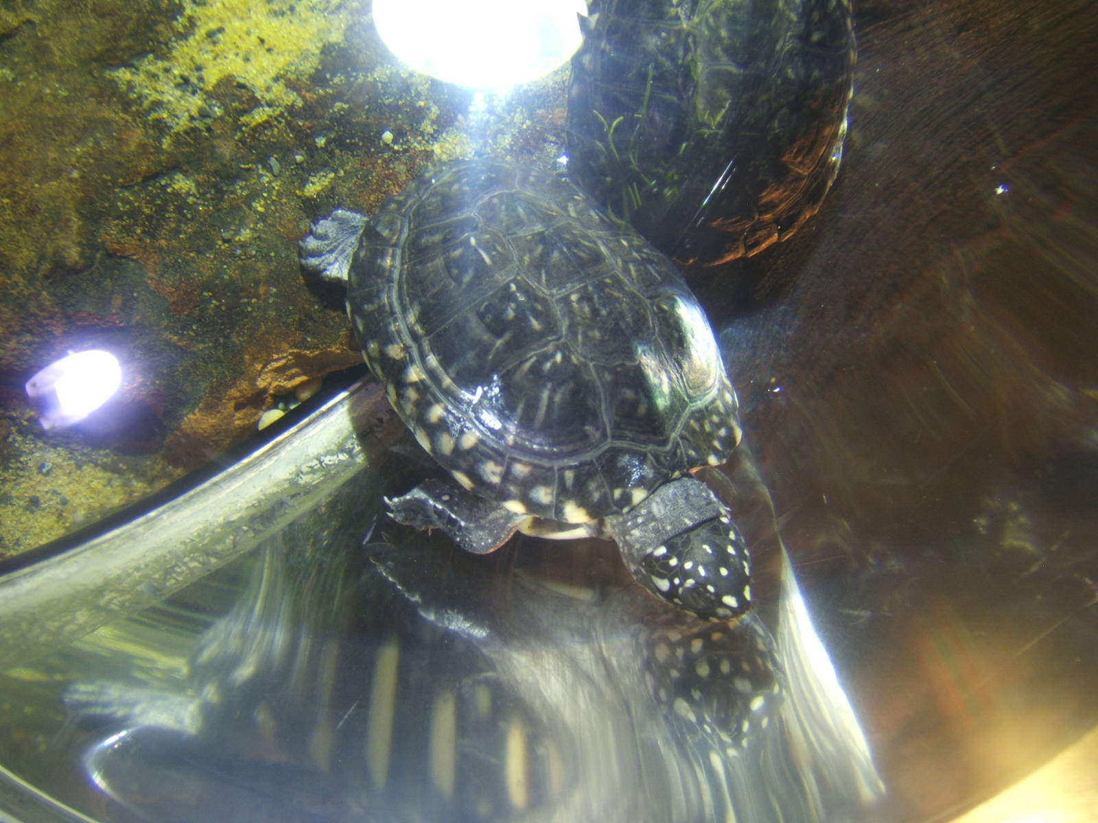 Indian Spotted Turtle