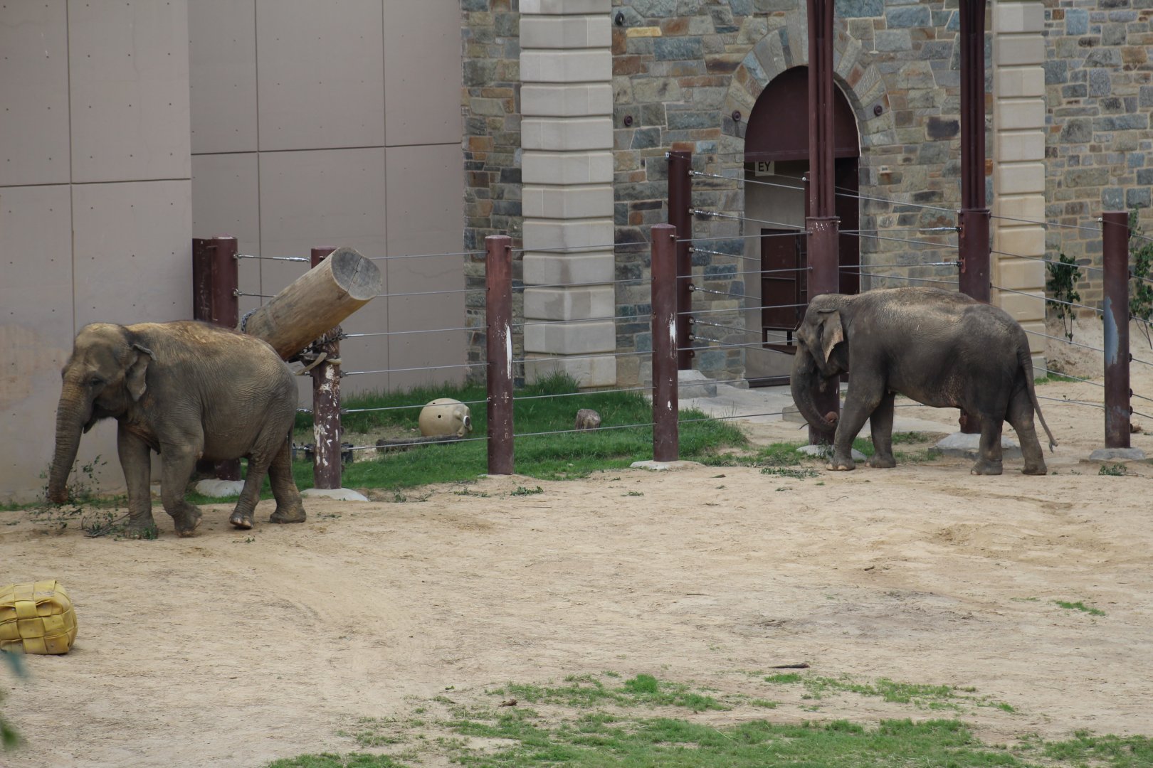 Indian & Sri Lankan Elephant