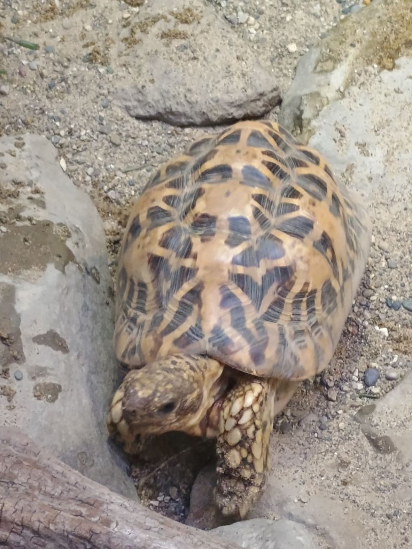 Indian Star Tortoise (7/6/24)