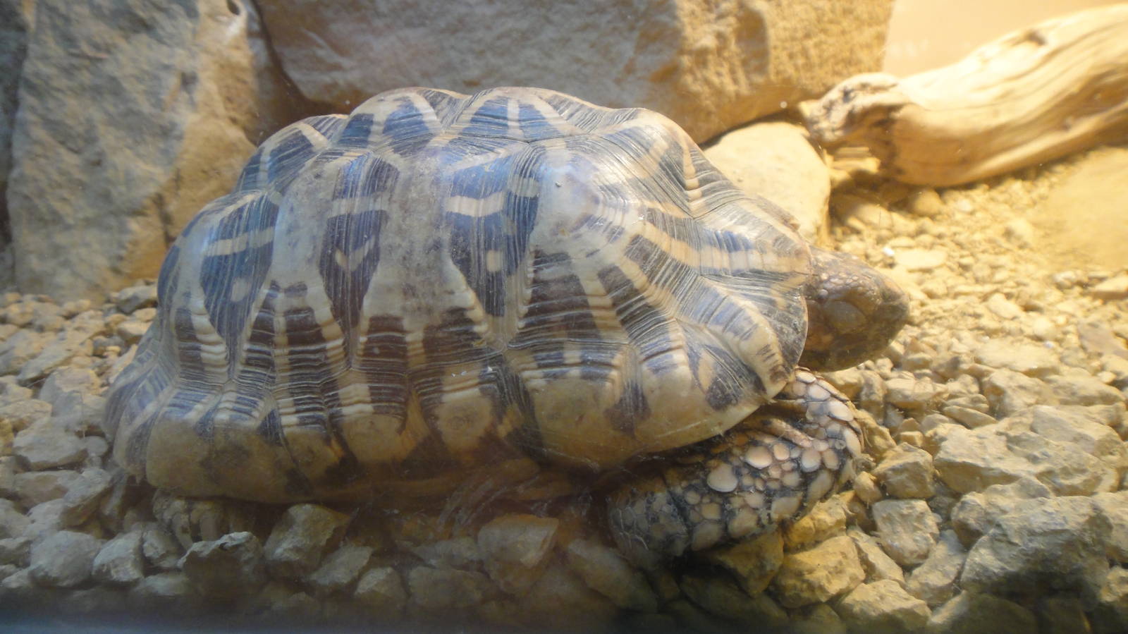 Indian Star Tortoise at Dallas zoo 2015-03-12