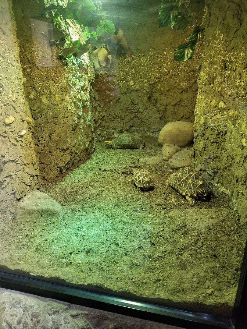 Indian Star Tortoise + Elongated Tortoise Exhibit