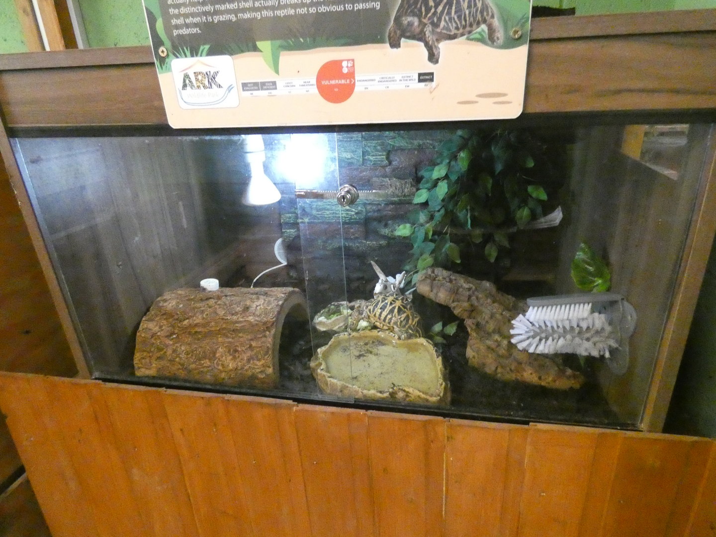 Indian star tortoise enclosure