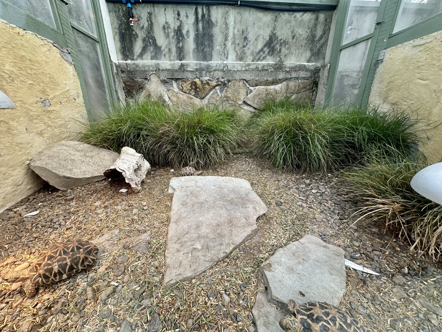 Indian Star Tortoise Exhibit (Hatchlings)
