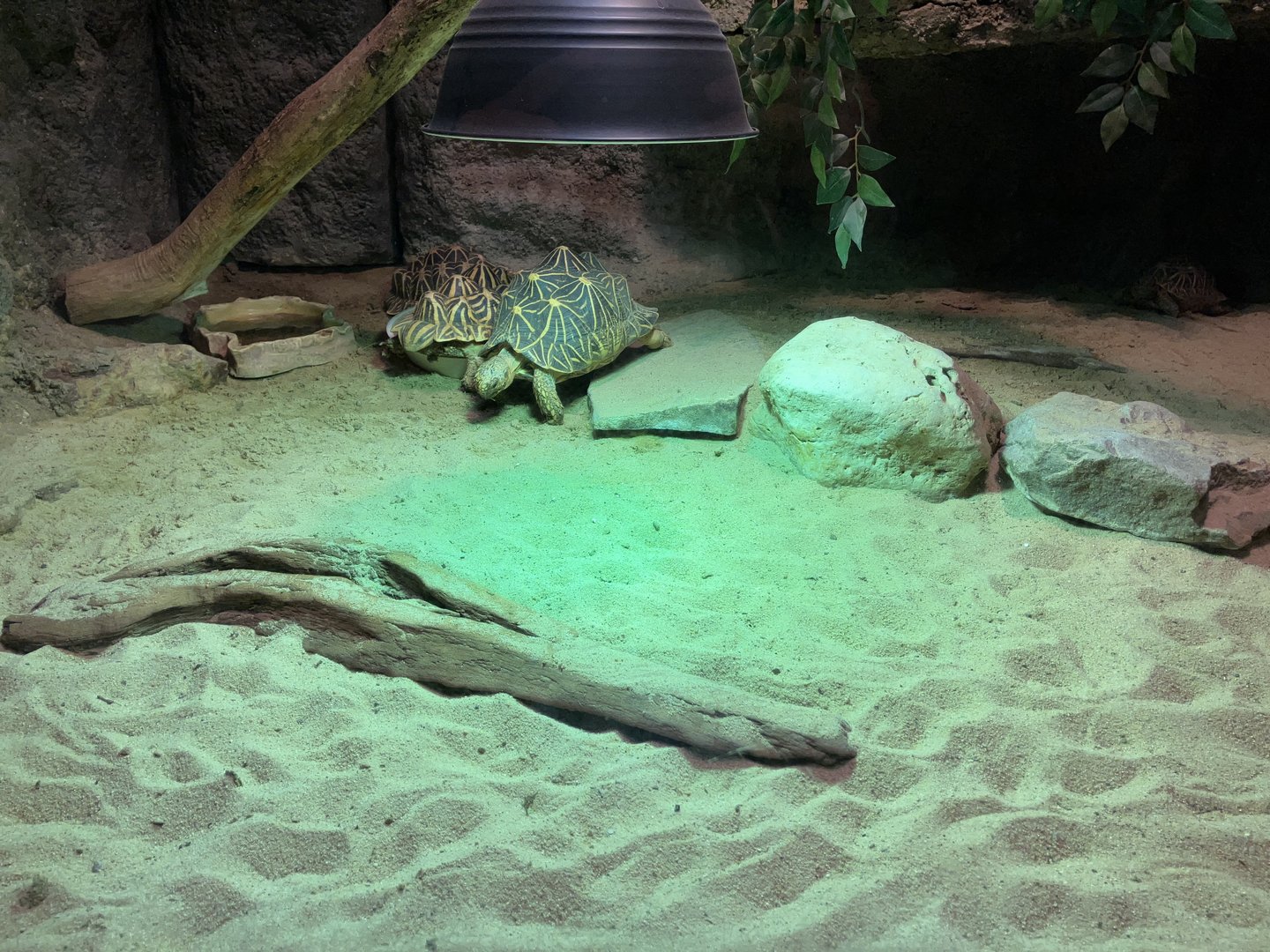 Indian star tortoise exhibit