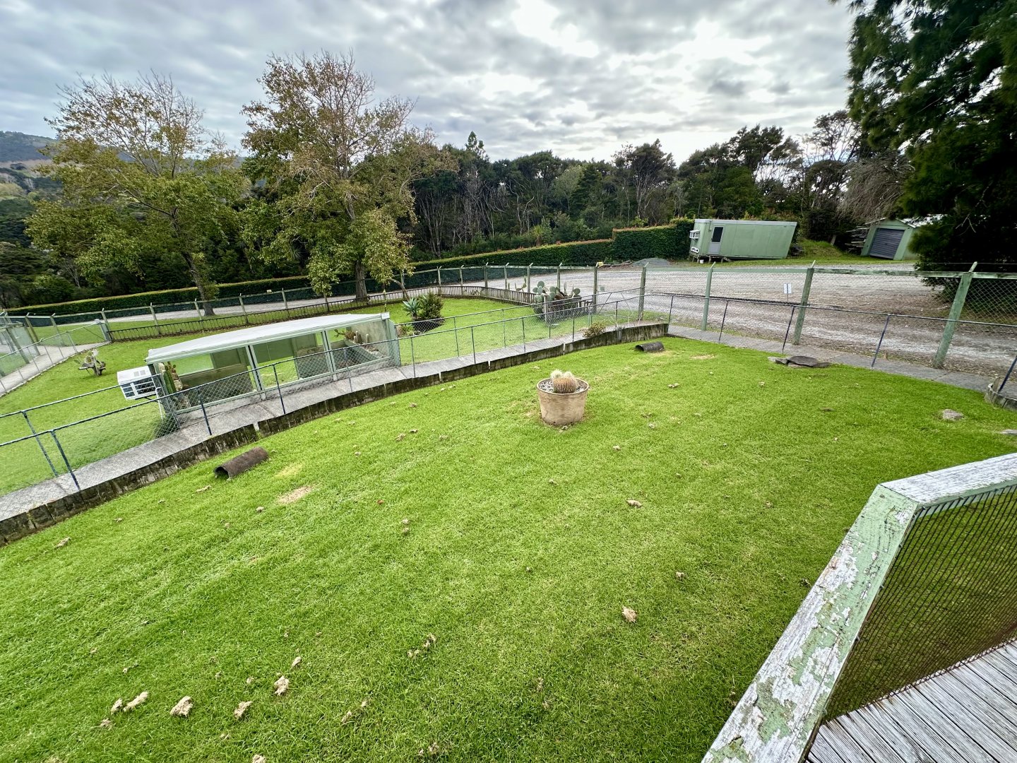 Indian Star Tortoise Exhibit