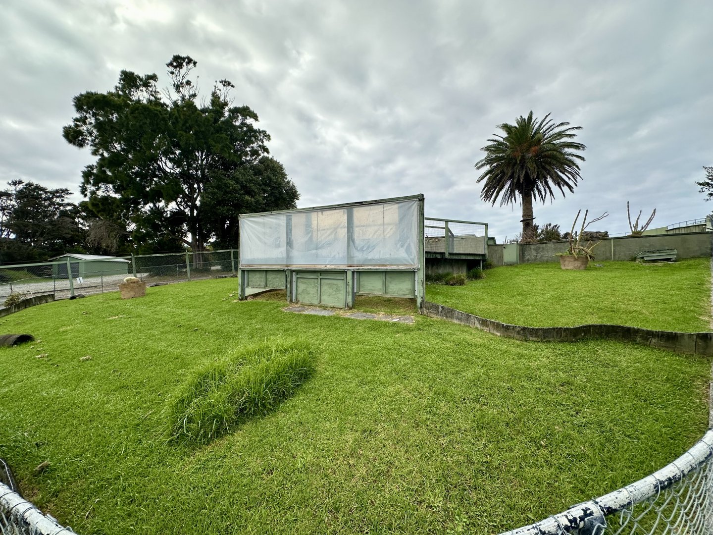 Indian Star Tortoise Exhibit