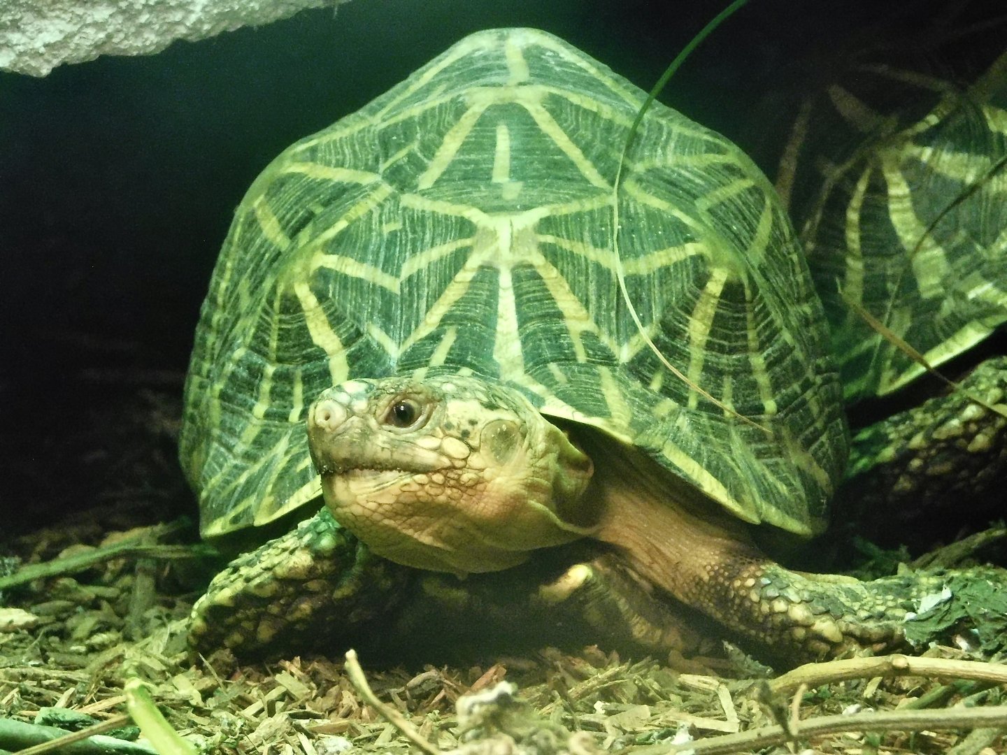 Indian Star Tortoise (Geochelone elegans) October 11, 2025