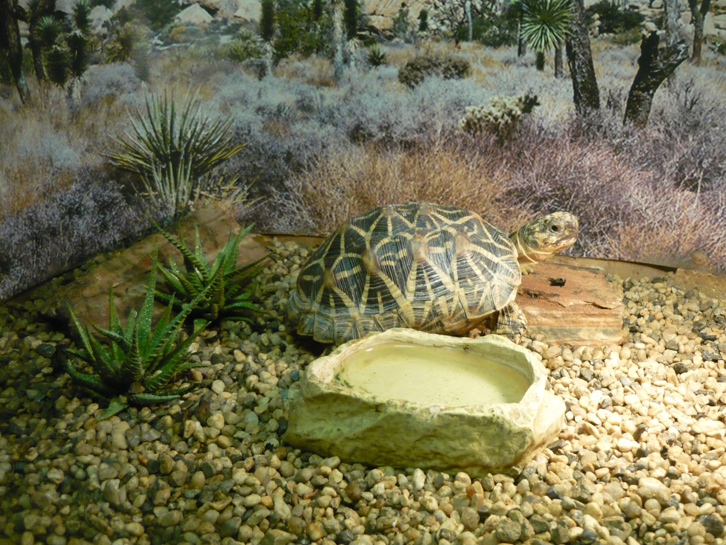 Indian star tortoise (Geochelone elegans)