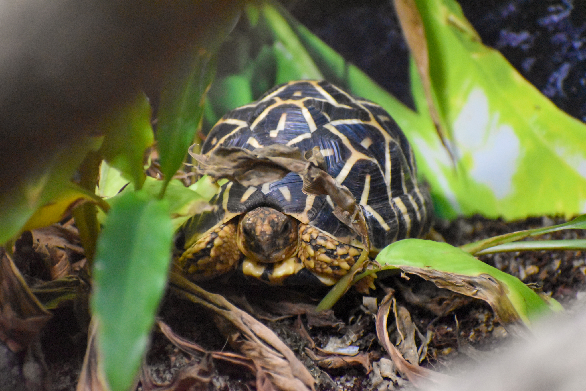 Indian Star Tortoise (Geochelone elegans)