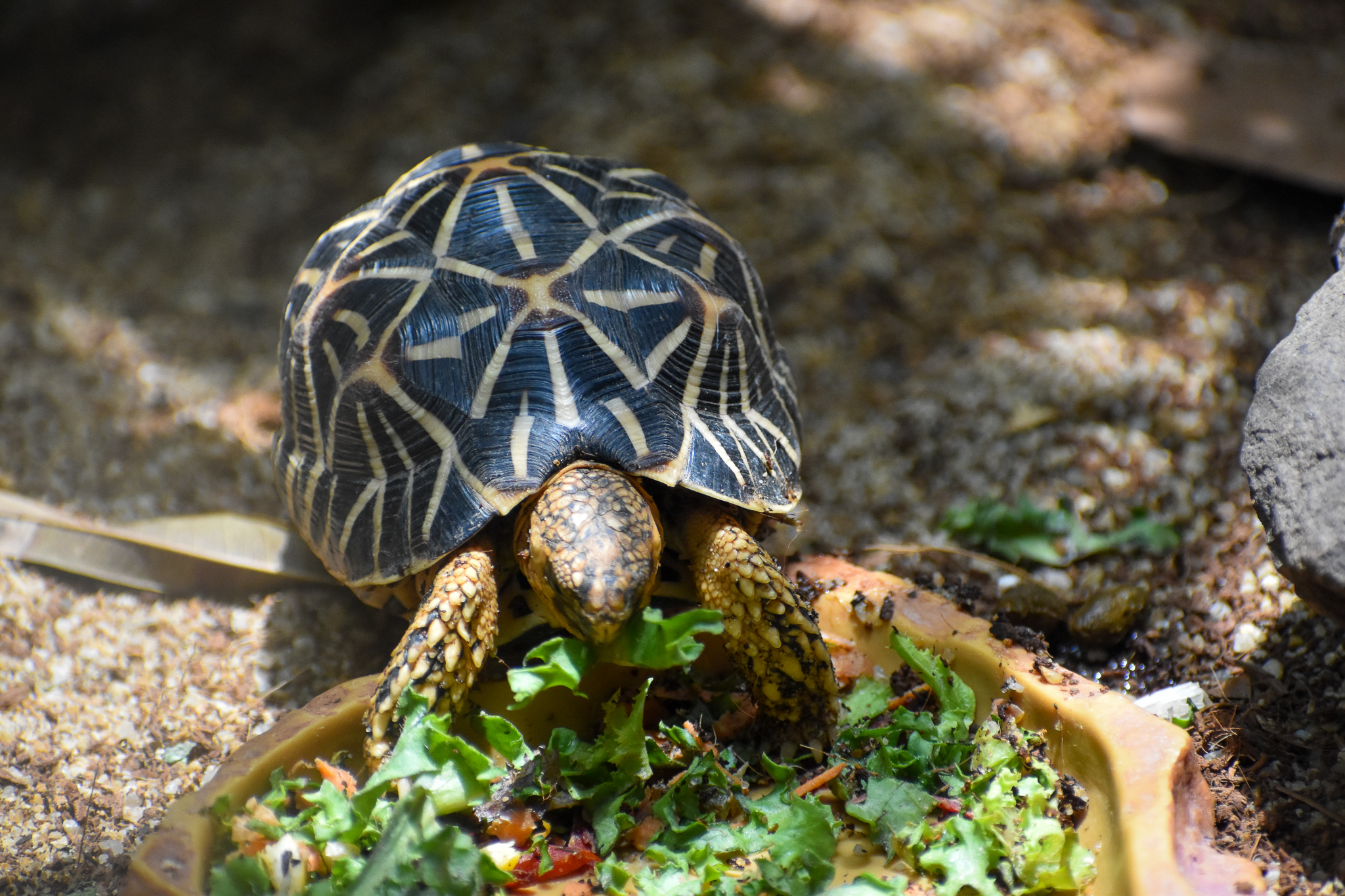 Indian Star Tortoise (Geochelone elegans)