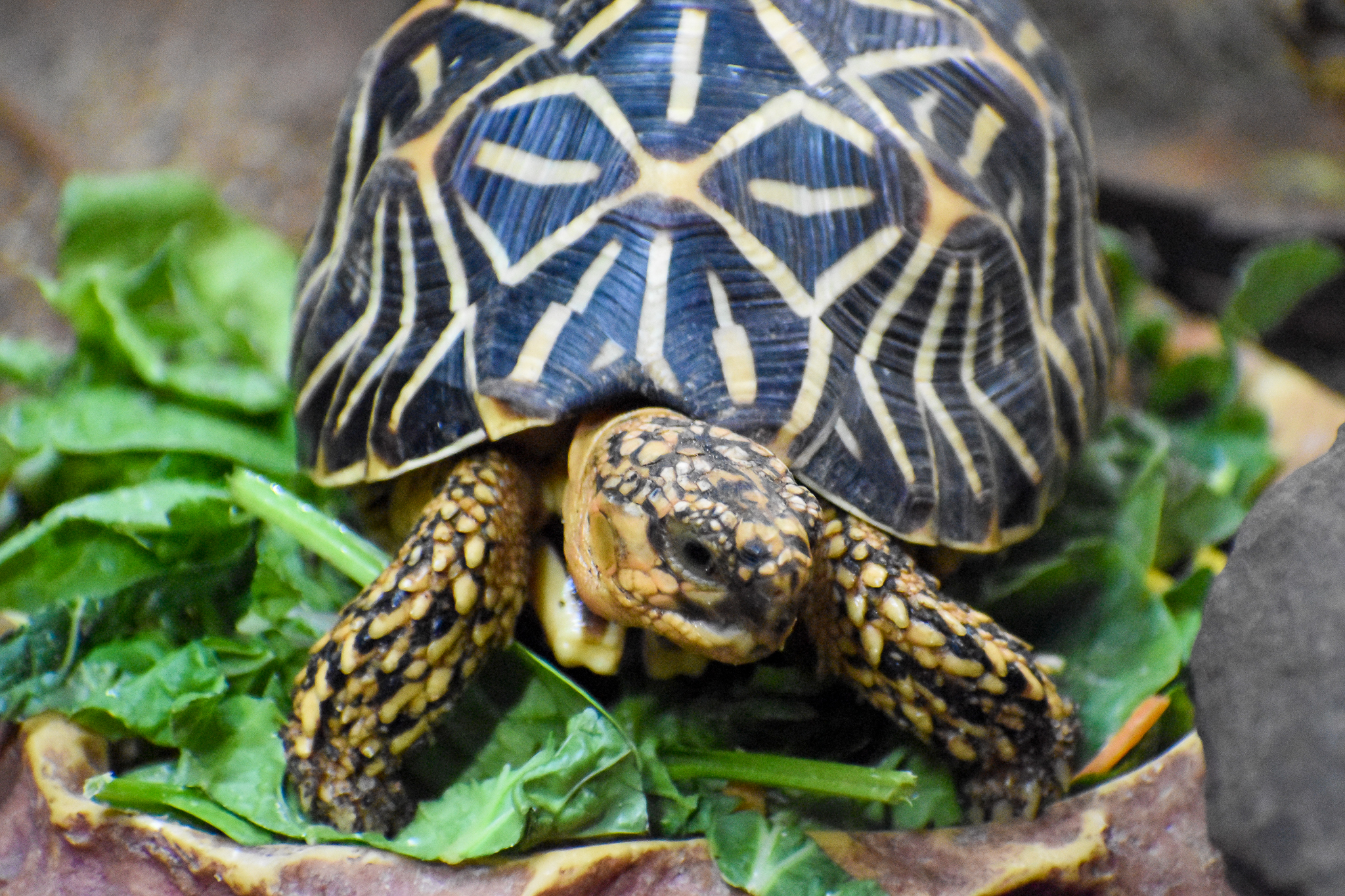 Indian Star Tortoise (Geochelone elegans)