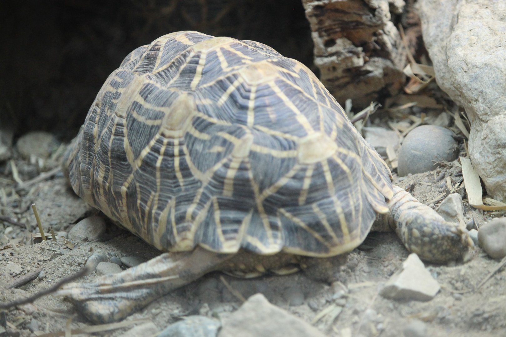 Indian star tortoise (Geochelone elegans)