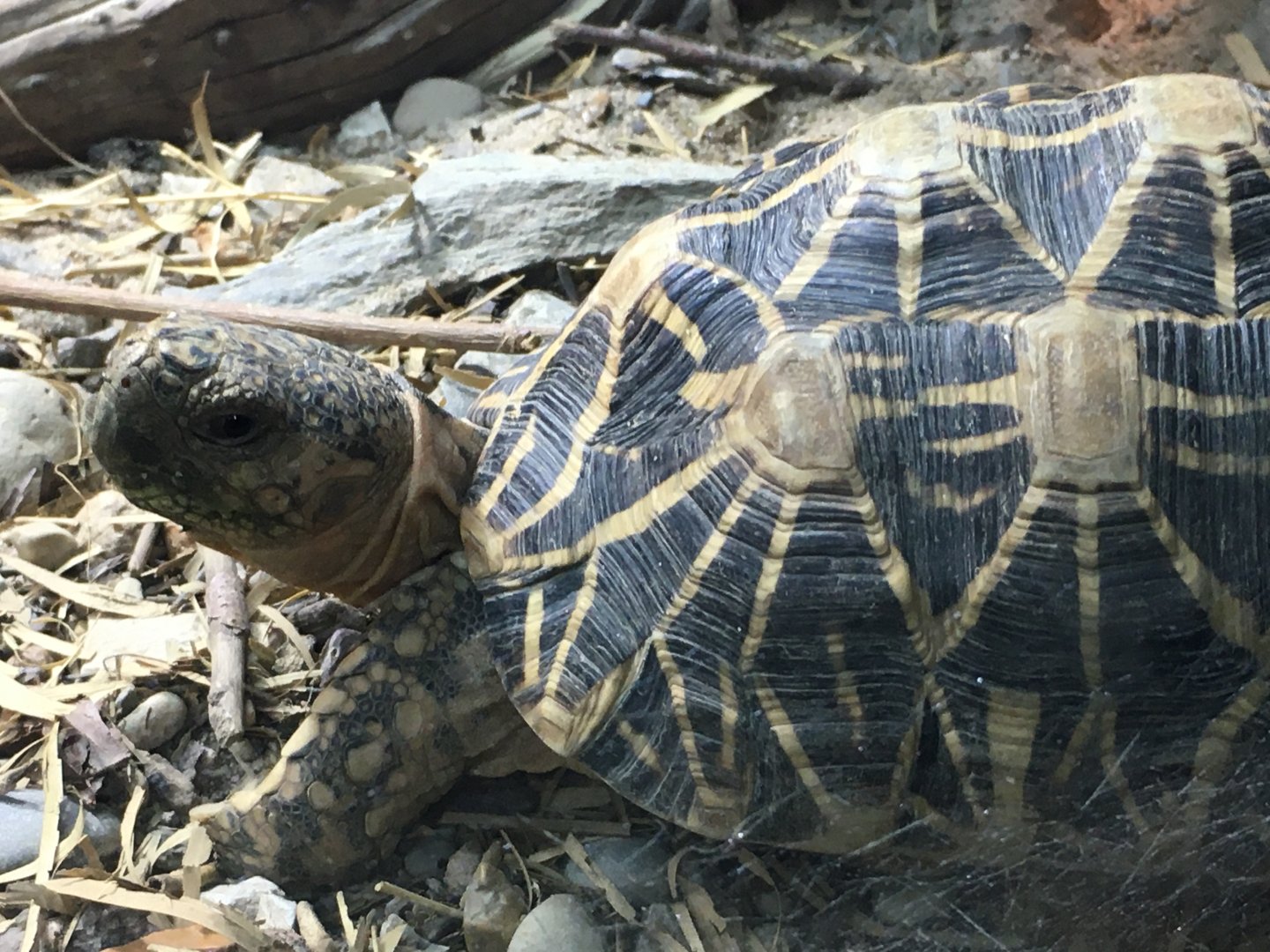 Indian Star Tortoise (Geochelone elegans)