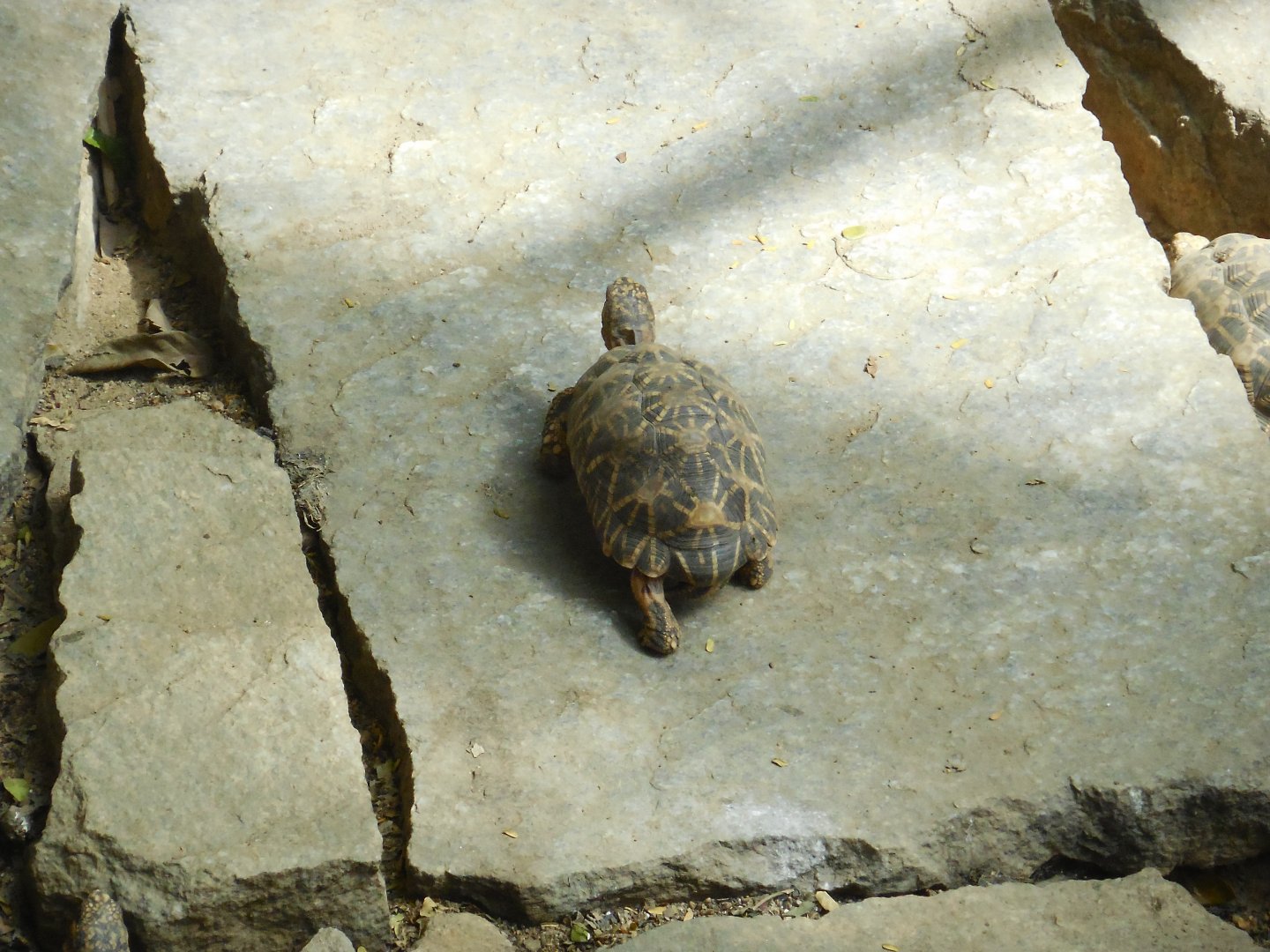 Indian Star Tortoise (Geochelone elegans)