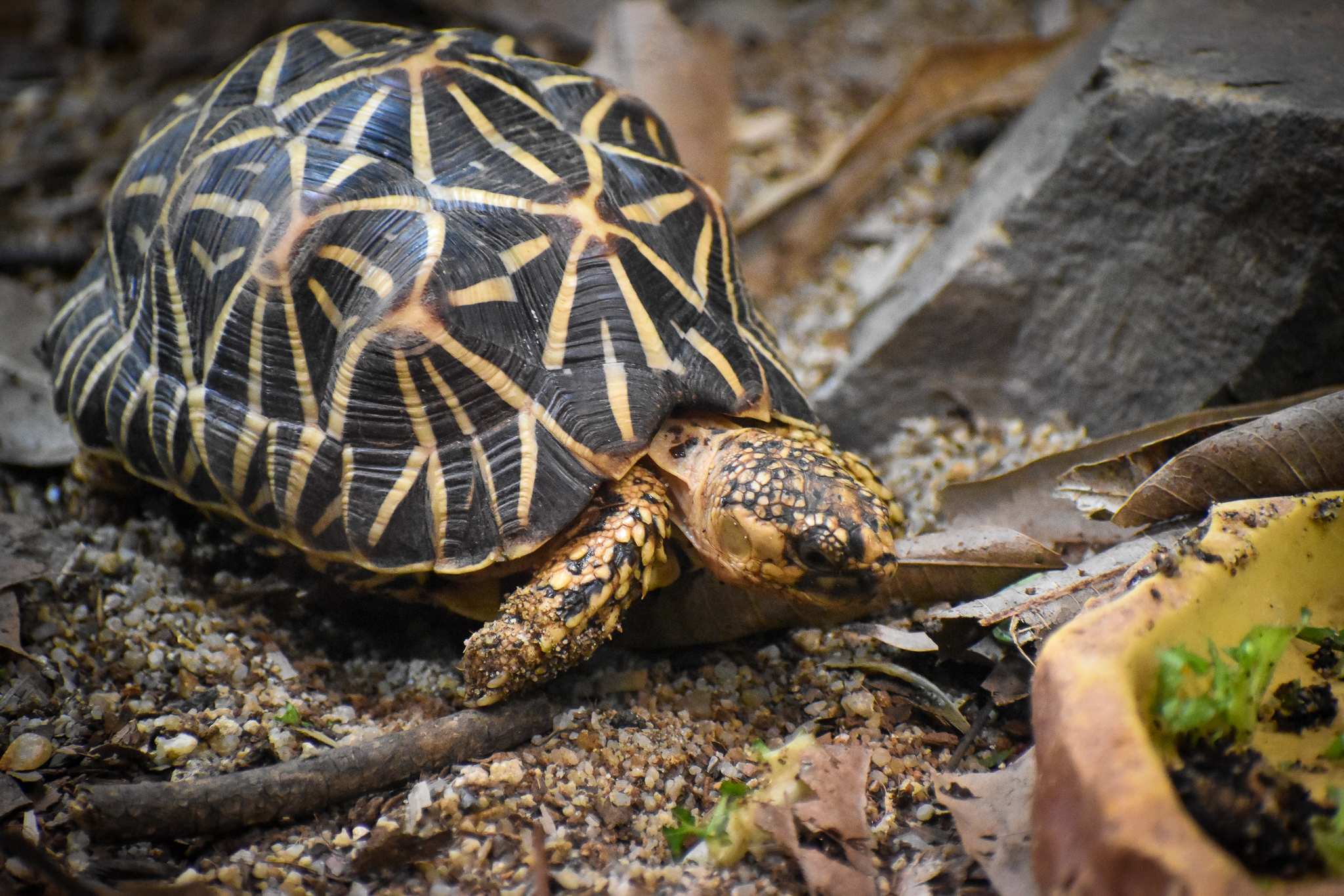 Indian Star Tortoise (Geochelone elegans)