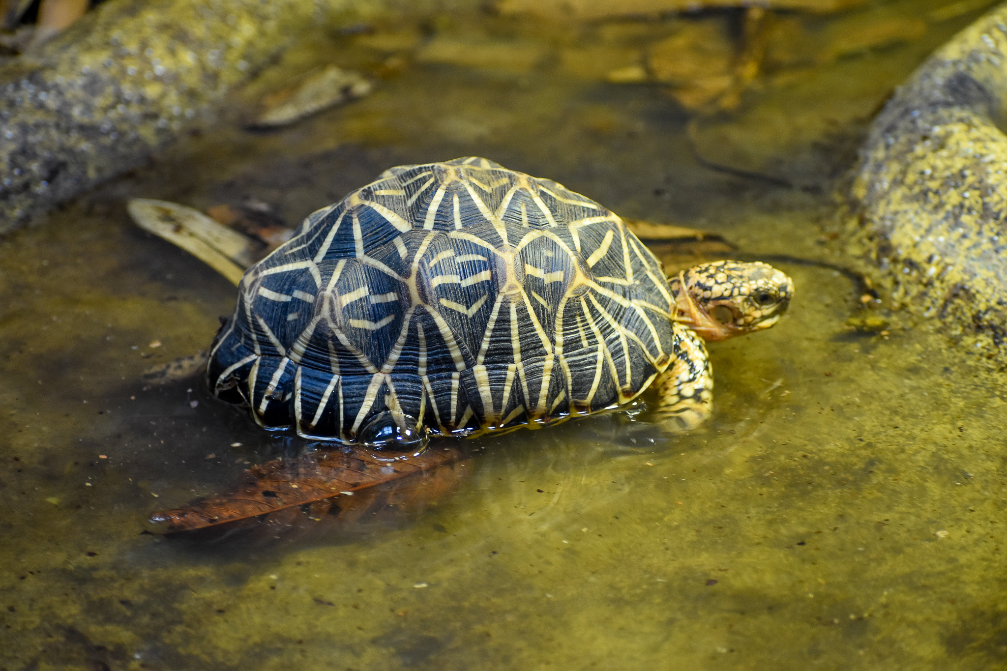 Indian Star Tortoise (Geochelone elegans)