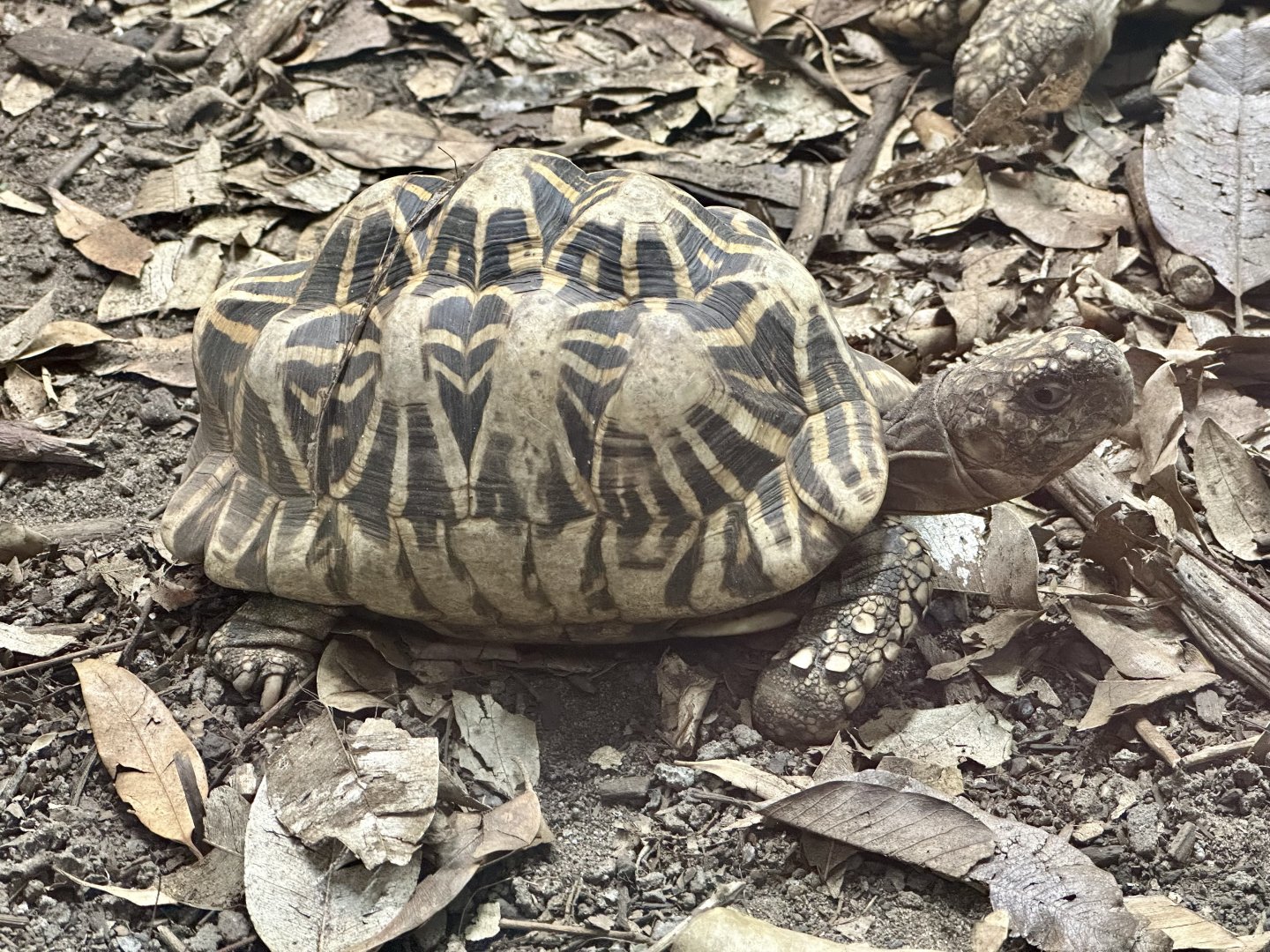 Indian star tortoise (Geochelone elegans)
