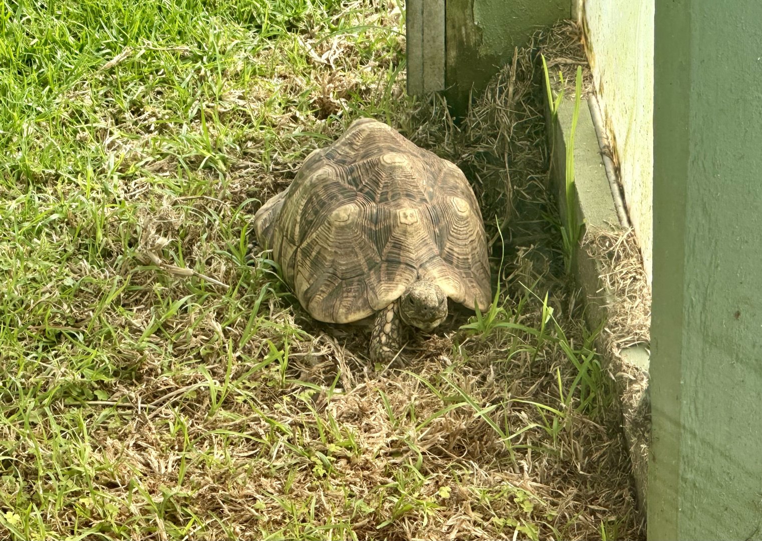 Indian star tortoise (Geochelone elegans)