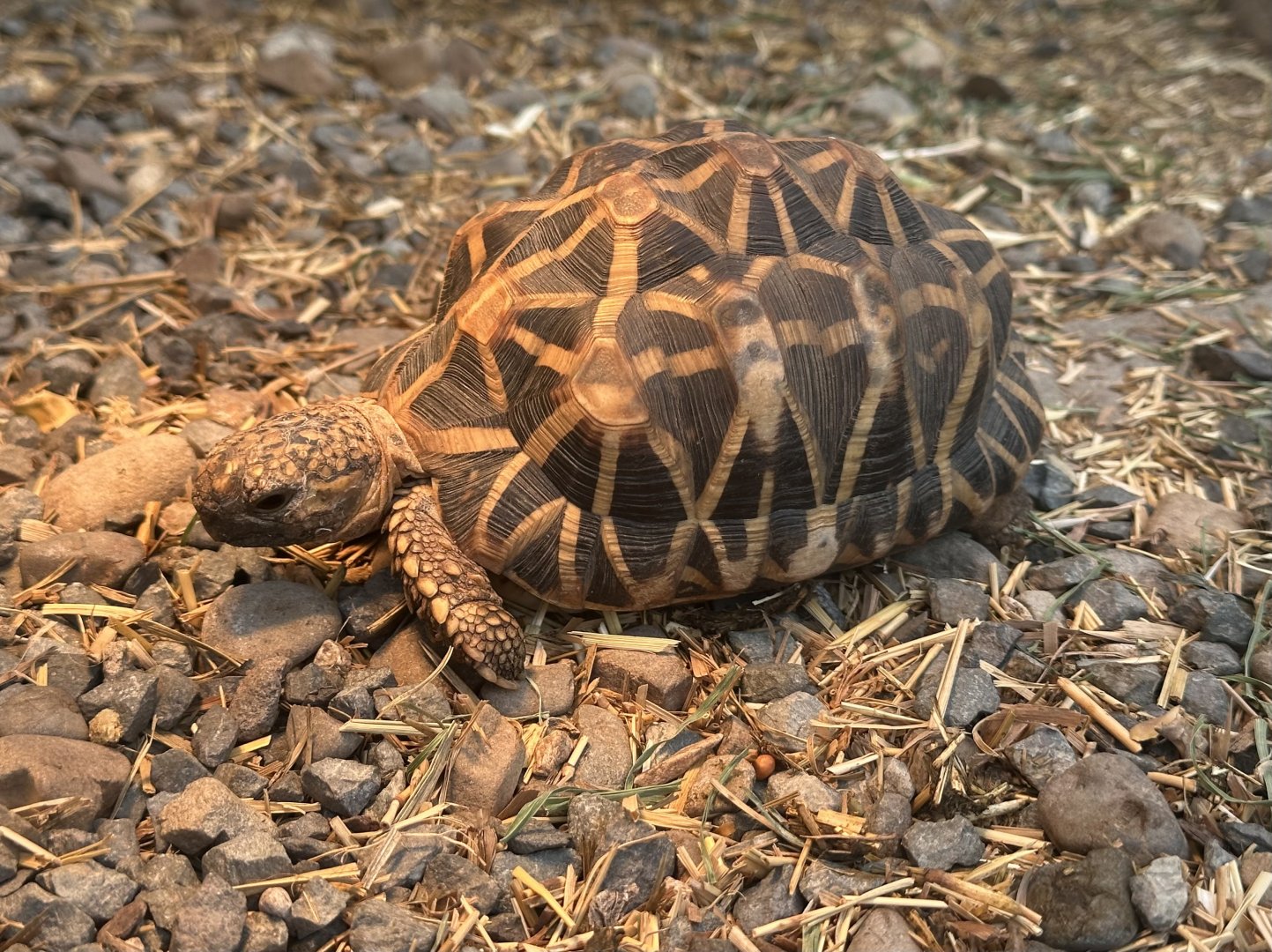 Indian star tortoise (Geochelone elegans)