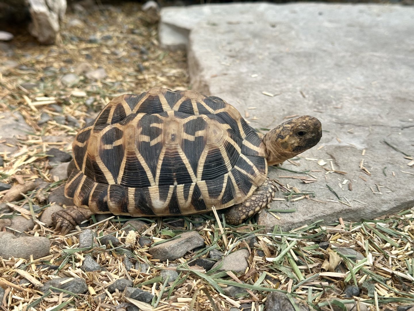 Indian star tortoise (Geochelone elegans)