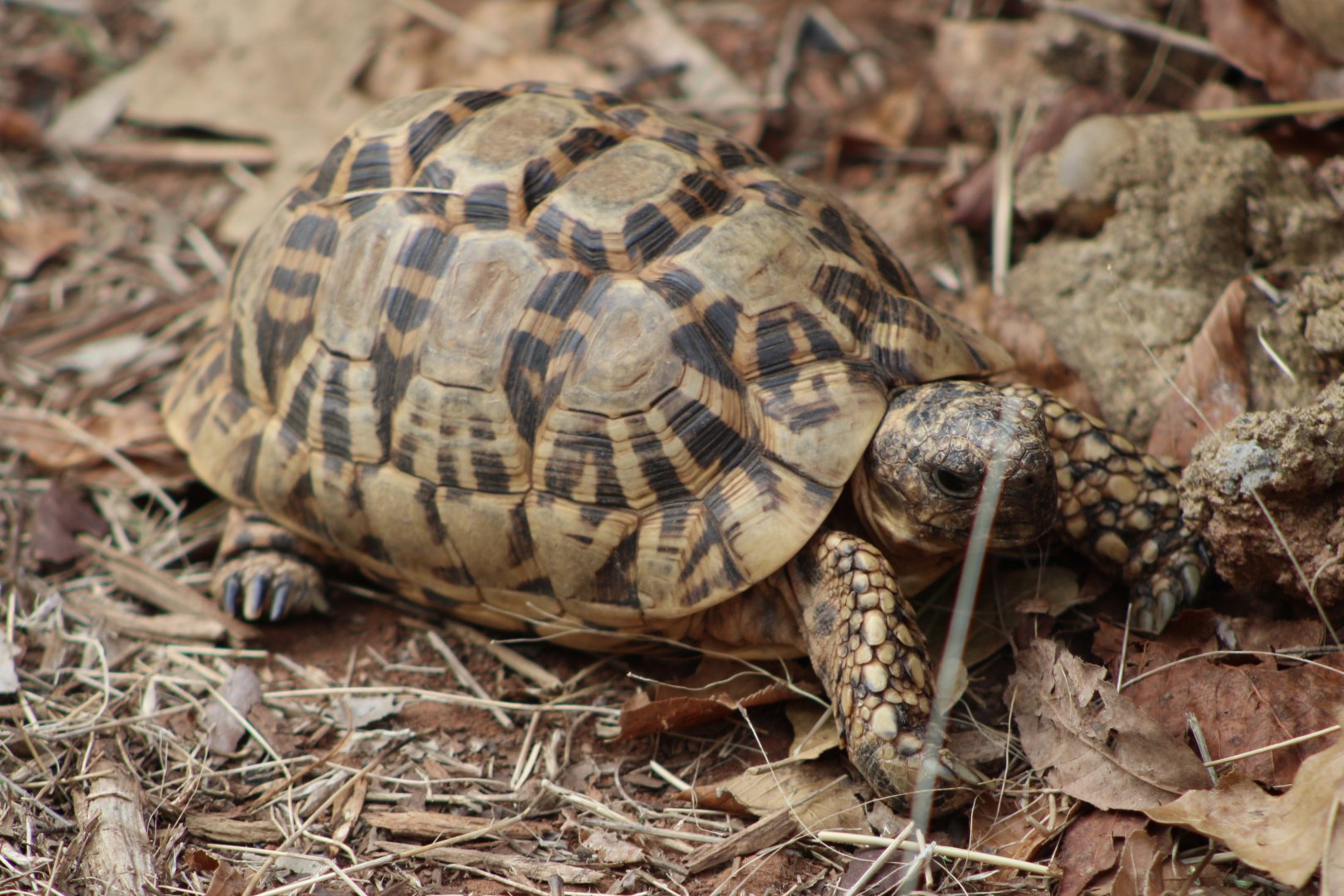 Indian Star Tortoise (Geochelone elegans)