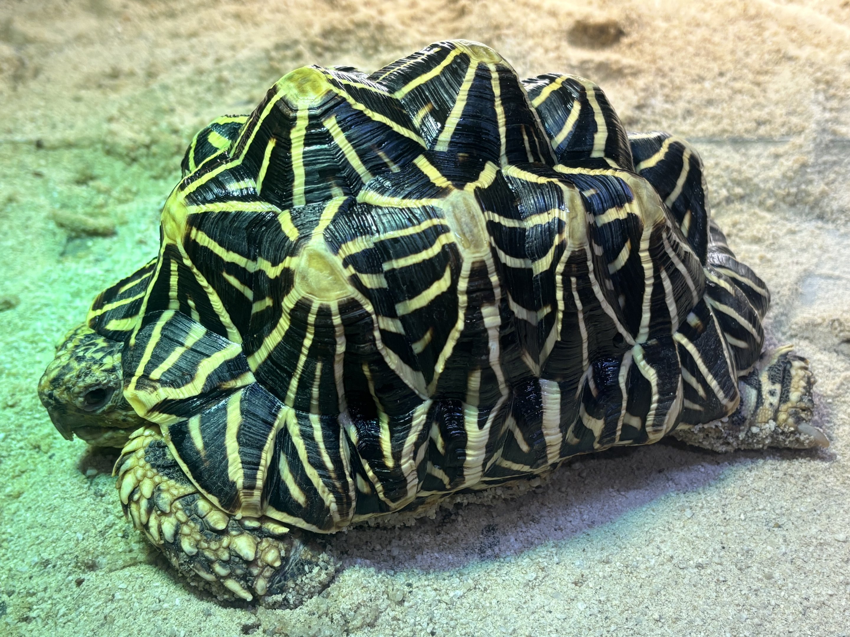Indian Star Tortoise - Reptile Tunnel