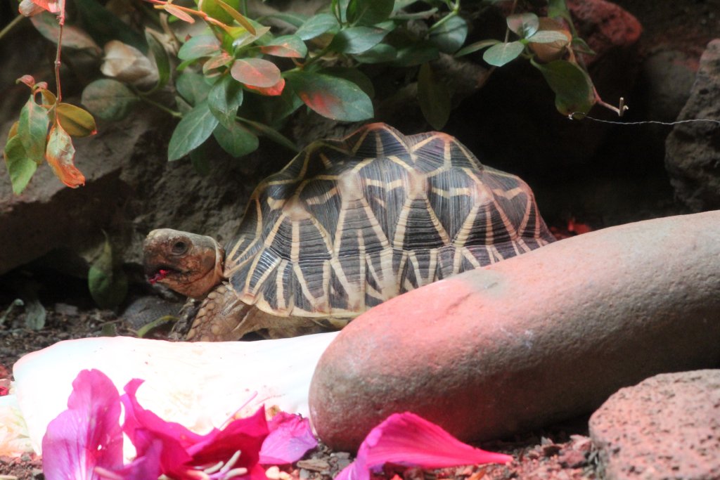 Indian Star Tortoise