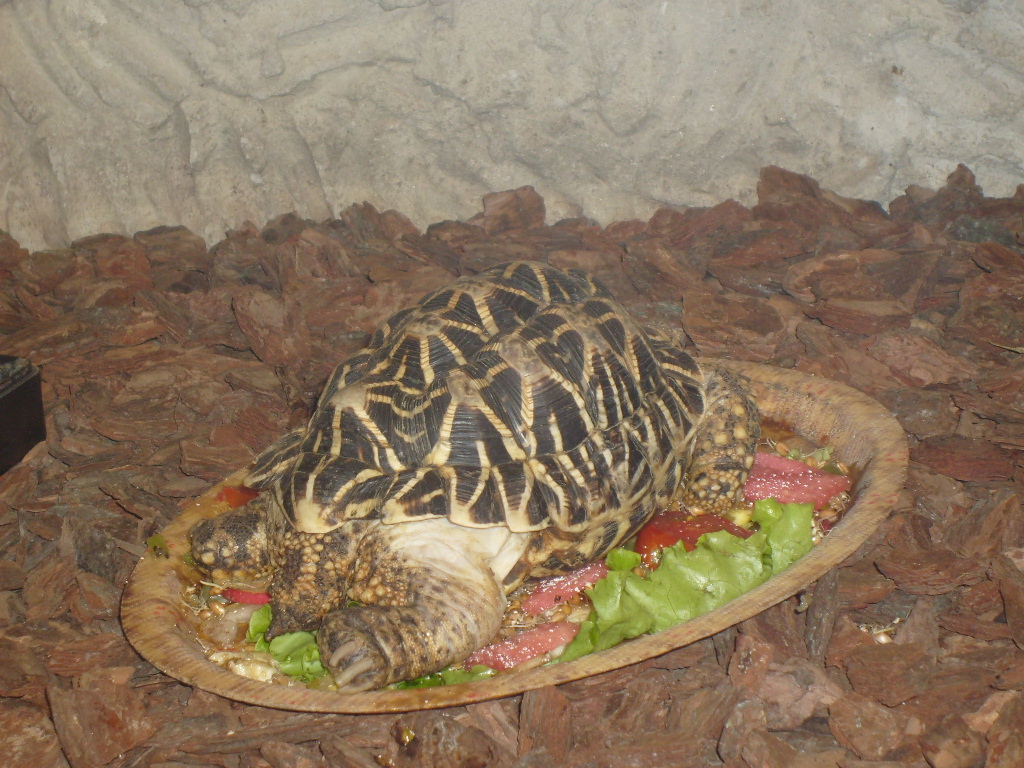 Indian star tortoise