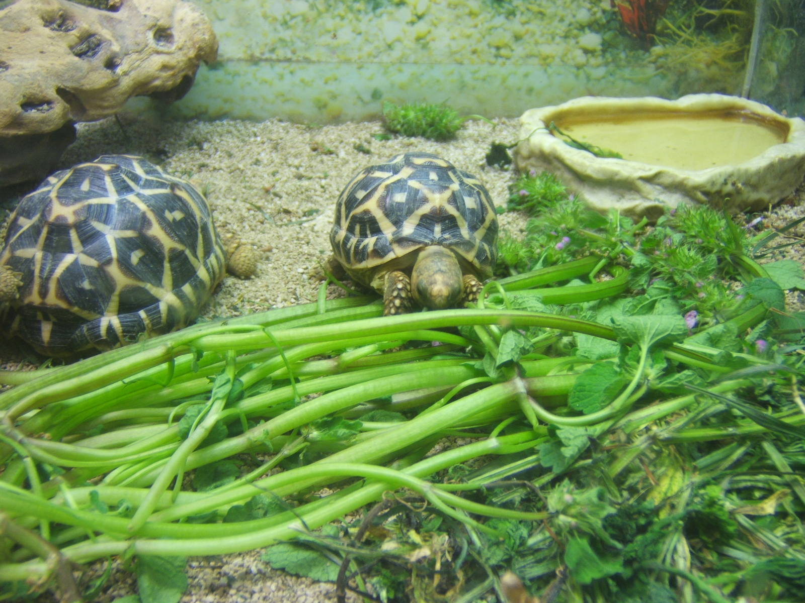 Indian Star Tortoise