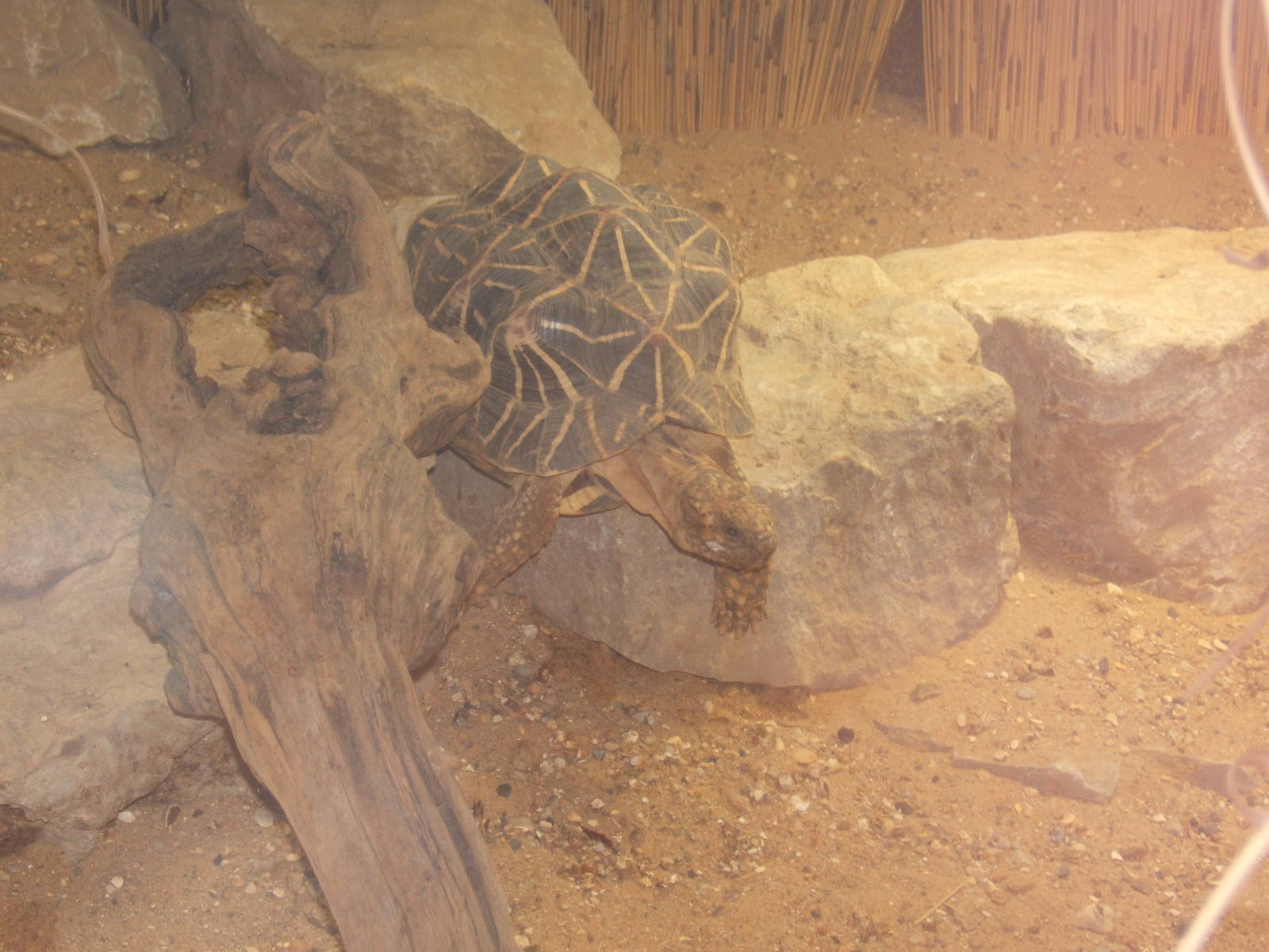 Indian Star Tortoise
