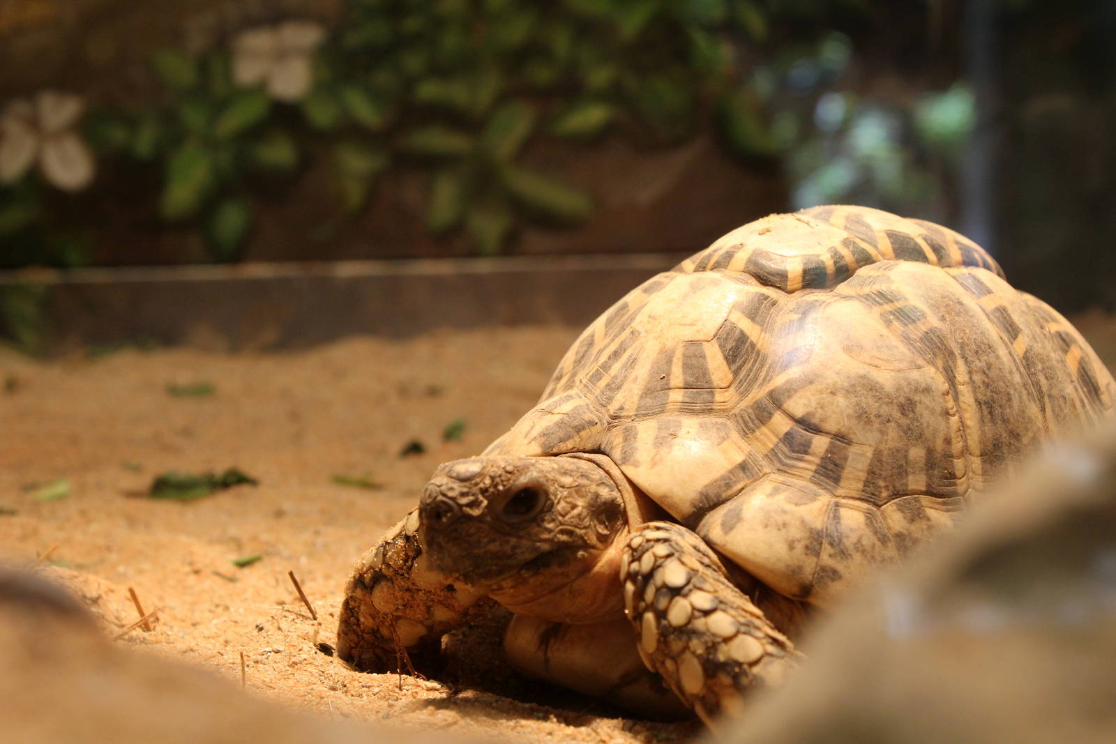 Indian Star Tortoise
