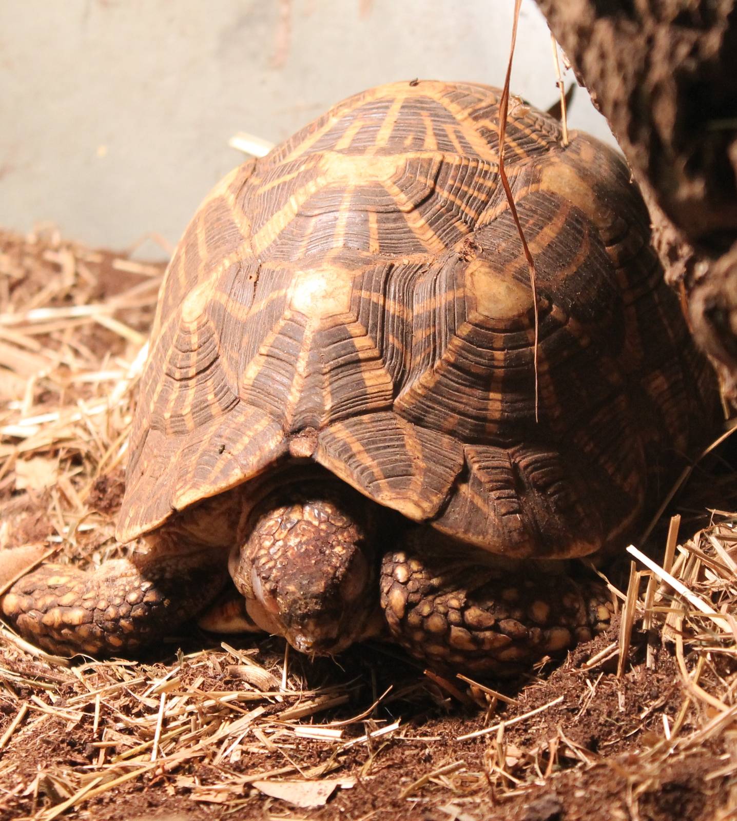 Indian star tortoise