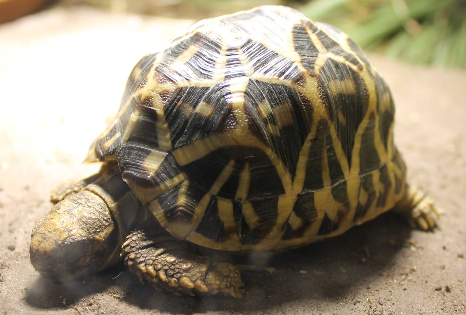Indian star tortoise