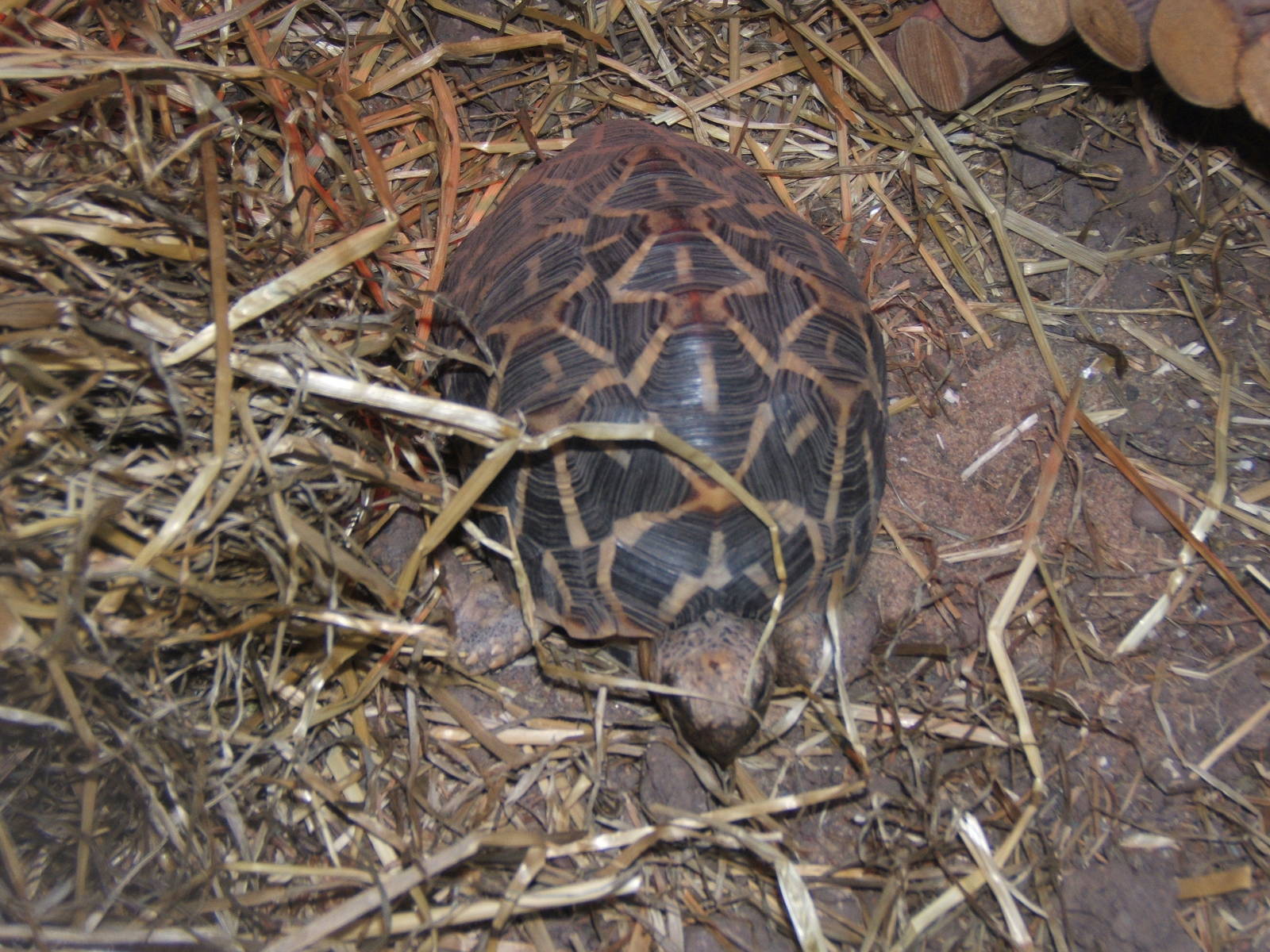 Indian Star Tortoise