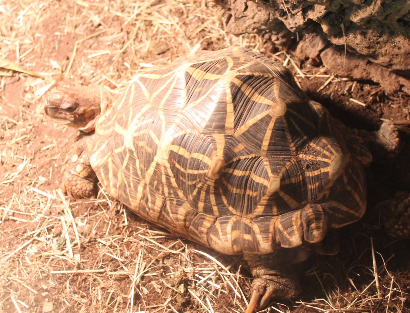 Indian star tortoise