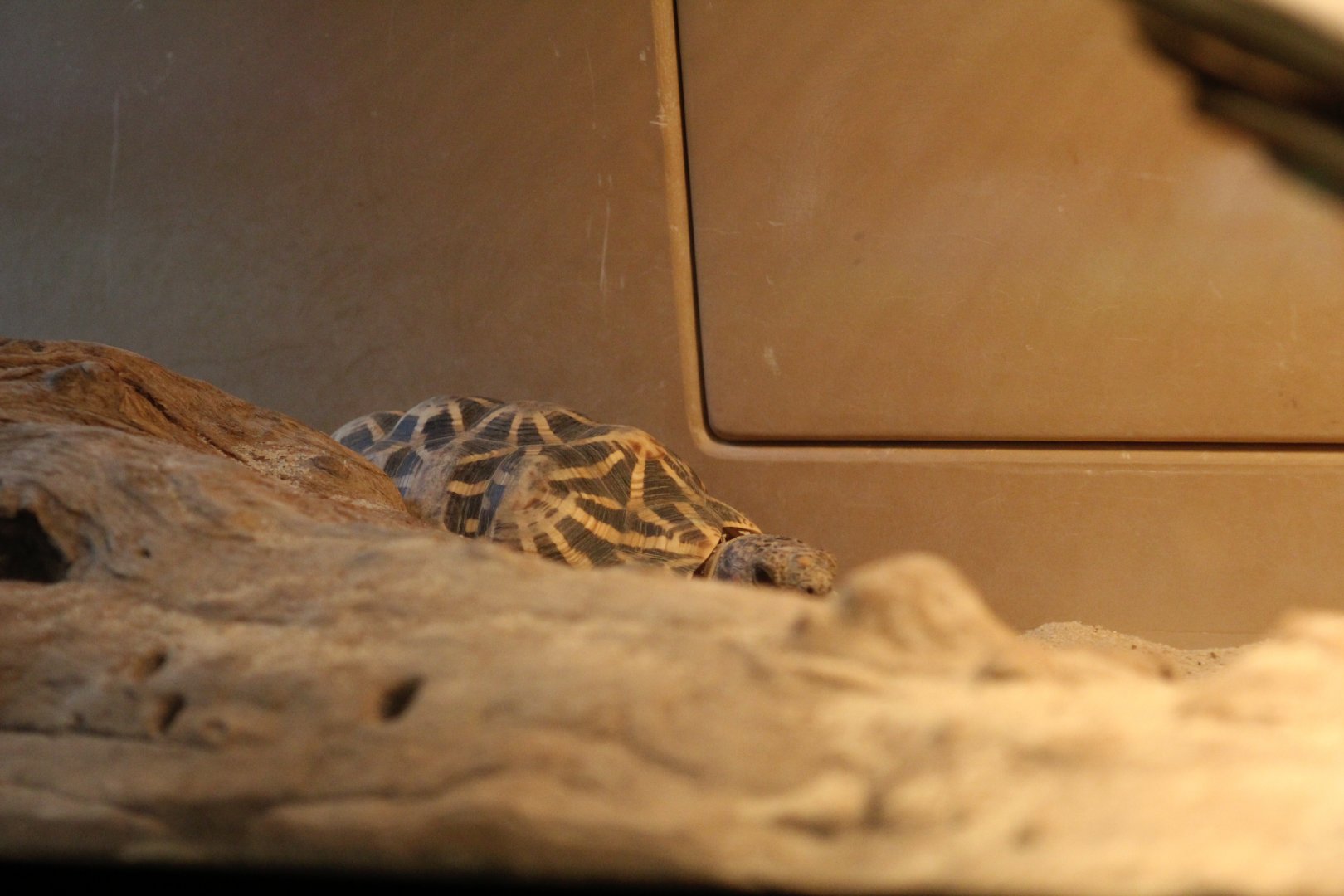 Indian Star Tortoise