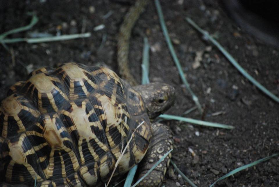 Indian Star Tortoise