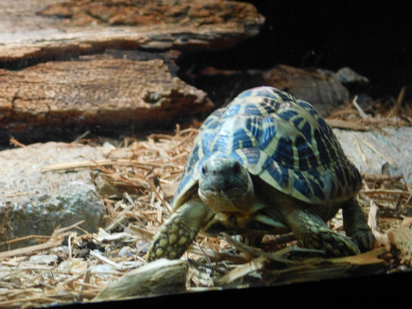 Indian Star Tortoise