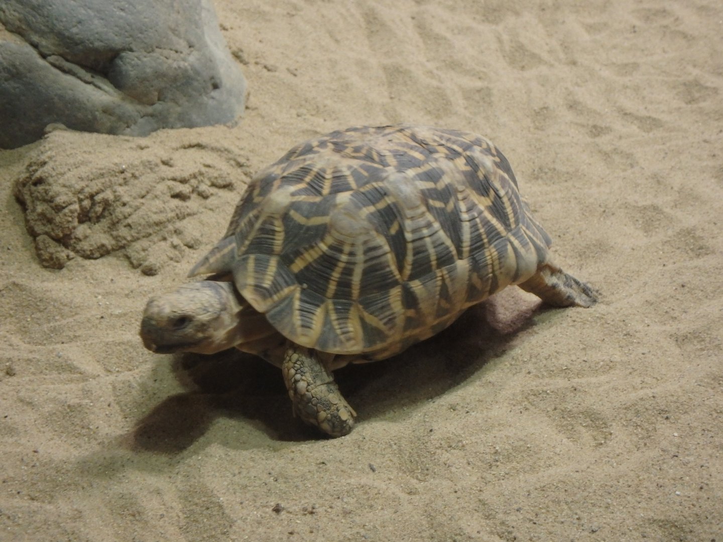 Indian star tortoise