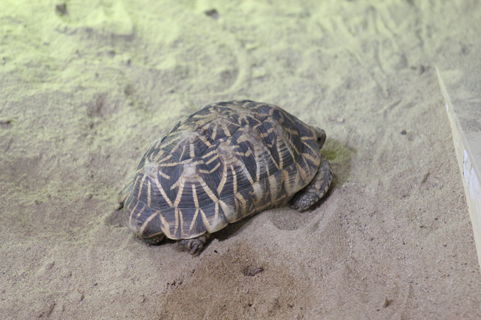 Indian Star Tortoise