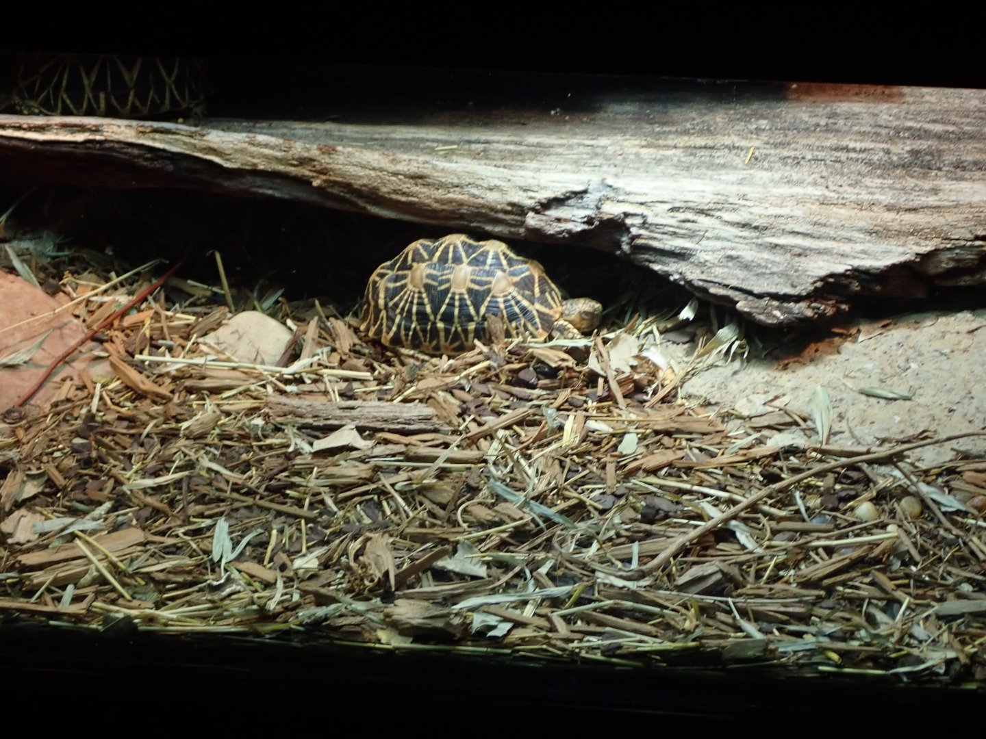 Indian Star Tortoise