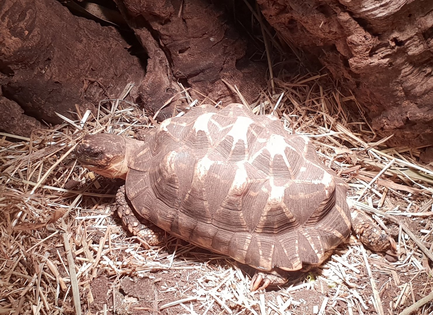 Indian star tortoise