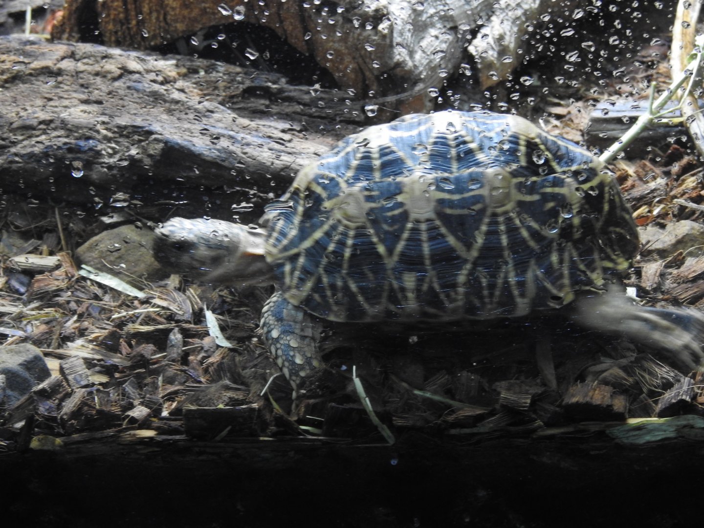 Indian star tortoise