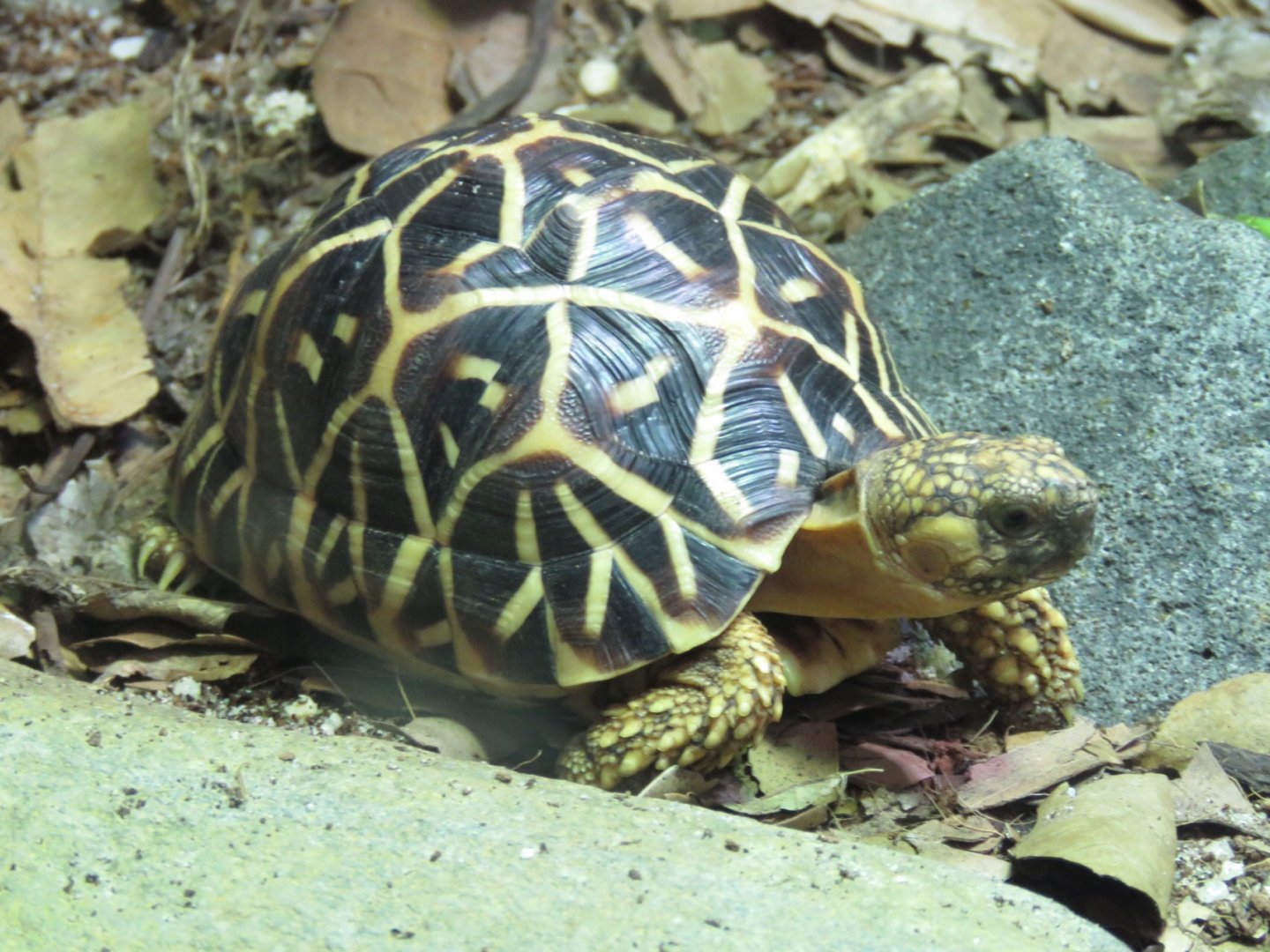 Indian Star Tortoise