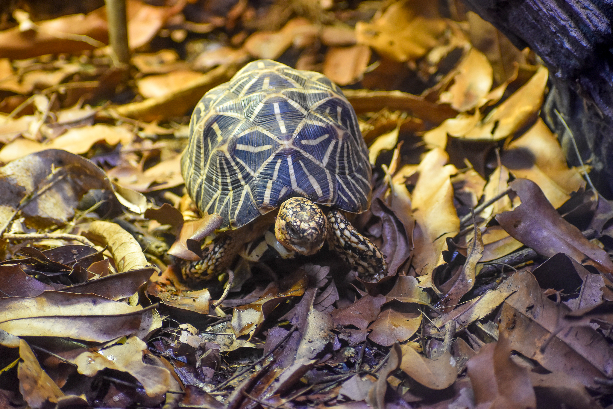 Indian Star Tortoise