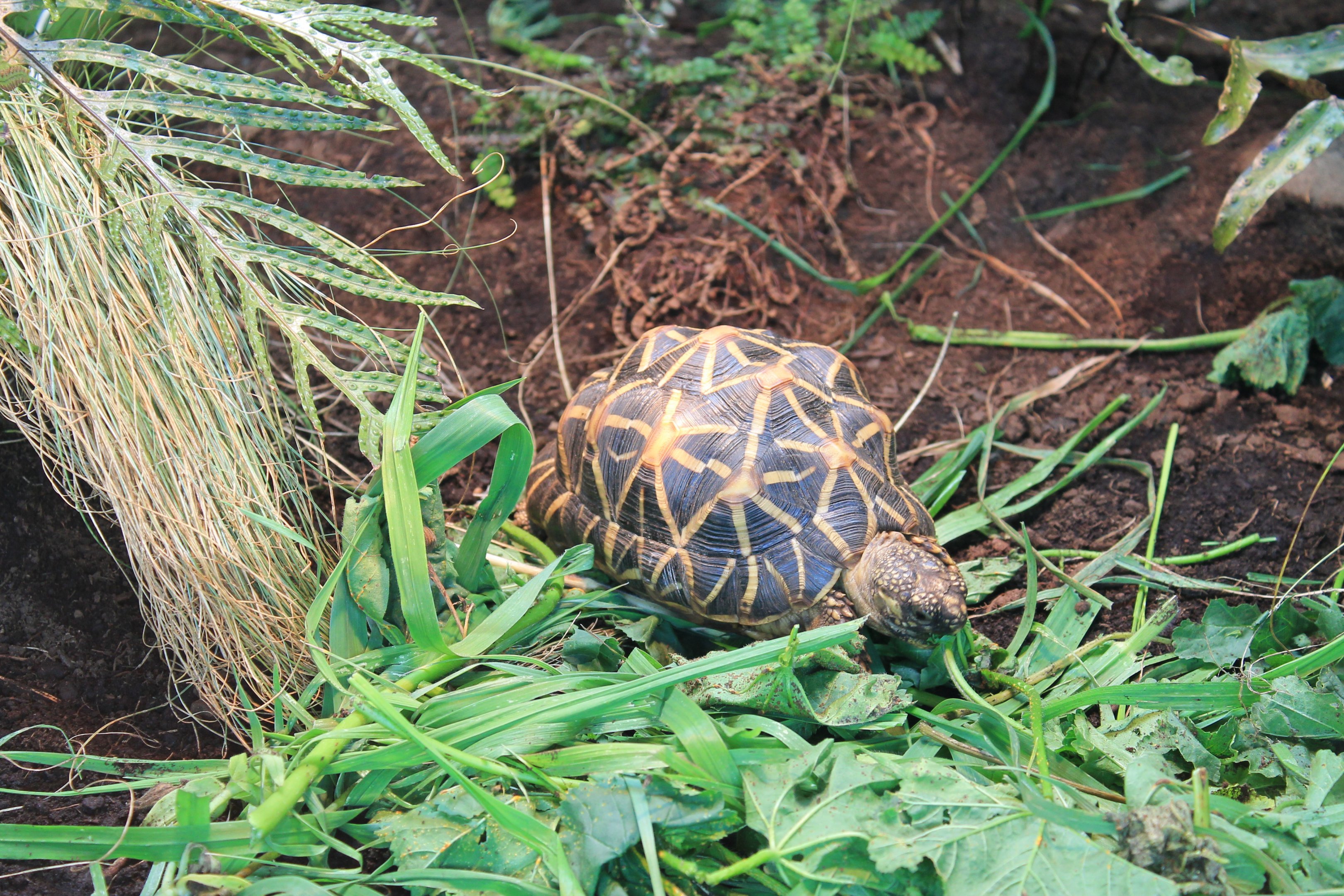 Indian Star Tortoise