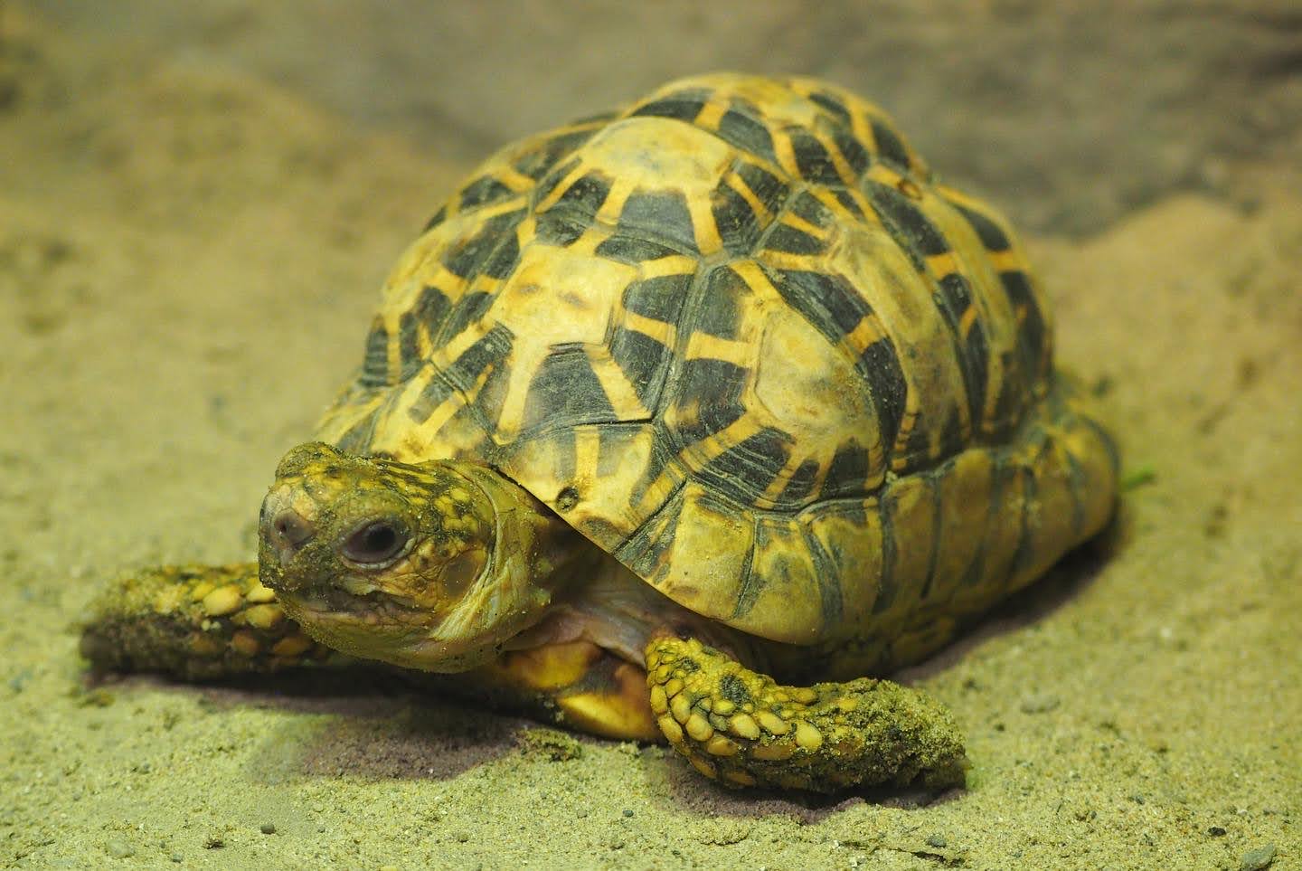 Indian star tortoise
