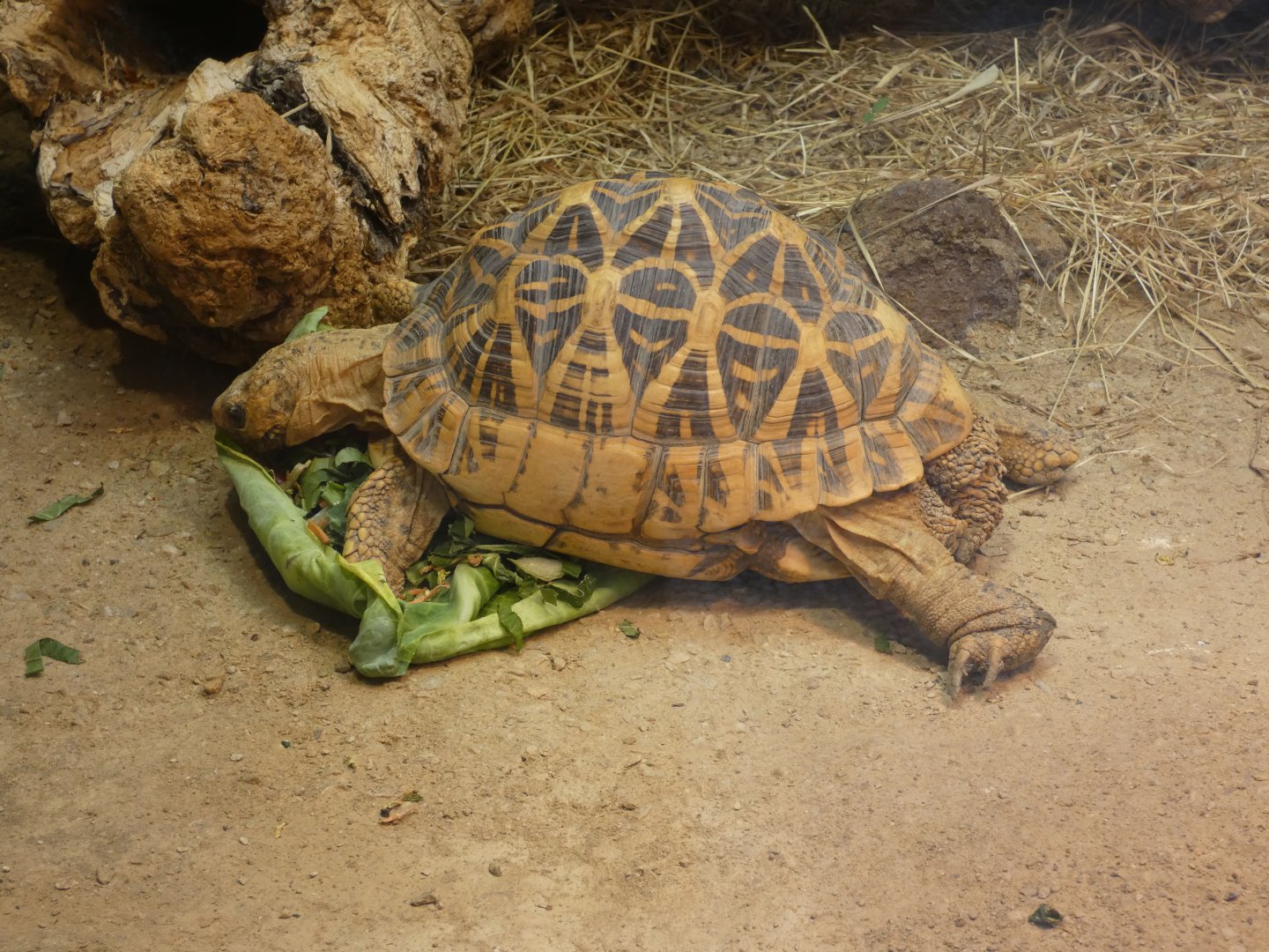 Indian star tortoise